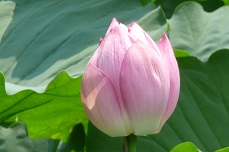 Le Lotus Utpala